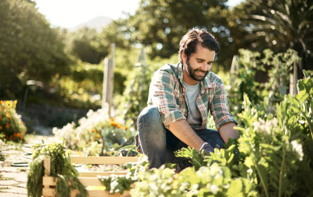 Work that dirt, save the earth Shot of a young man picking fresh produce in a garden  Horticulture   stock pictures, royalty-free photos & images
