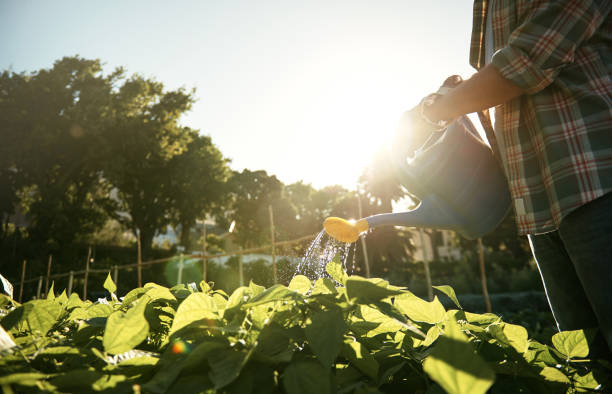 Cropped shot of a man watering plants with a watering can in a garden