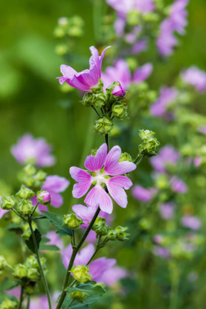 istock Pale pastel lilac inflorescence 690299888