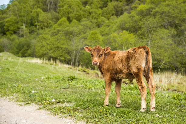 istock A small calf grazes on a meadow 690302428