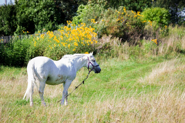 istock White horse grazing in a meadow 690302492