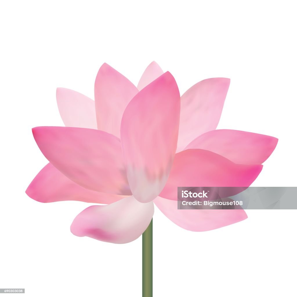 Realistic Detailed Pink Lotus Flower. Vector Realistic Detailed Pink Lotus Flower Isolated on White Background. Symbol of Asia, Spa and Meditation. Vector illustration Art stock vector