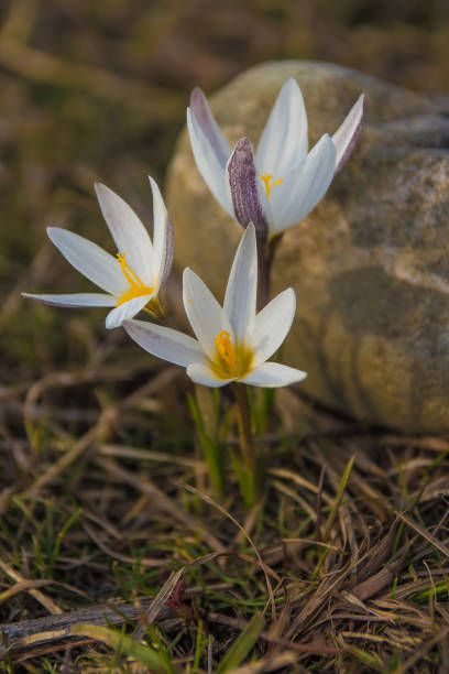 istock Crocus primrose. First spring flowers. Almaty, Kazakhstan 690304654