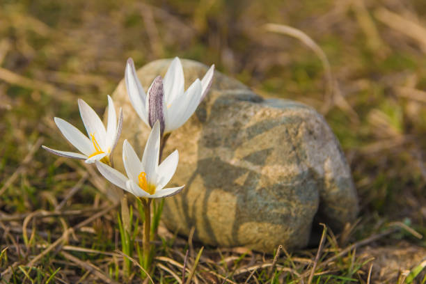 istock Crocus primrose. First spring flowers. Almaty, Kazakhstan 690304666