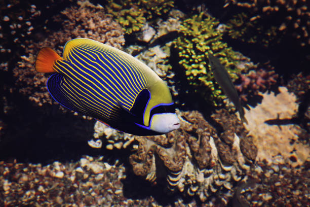 istock Underwater coral reef in red sea 690309908