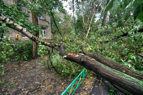 istock Hurricane in Moscow. Fallen trees 690309950
