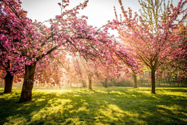 istock Cherry flowers garden illuminated with sunrise beams 690314456