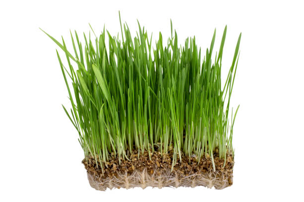istock Germinated seeds of oat, green grass. 690316080
