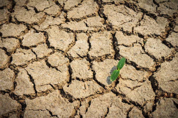 istock Cracked dried ground with only one green plant left. 690316252