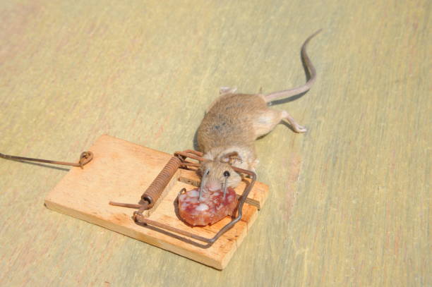 istock Mouse in the mousetratray - Spain 690319294