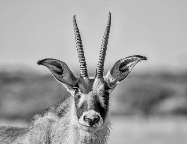 istock Roan Antelope Portrait 690323226