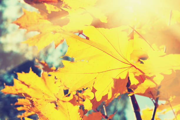 istock Yellow leaves in autumn forest at sunny day. 690323668