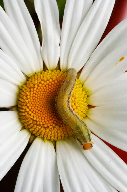 Detail of the caterpillar on the English daisy