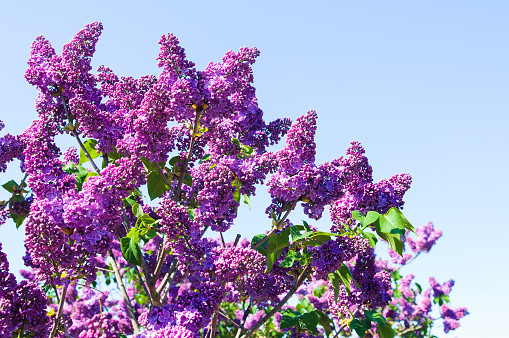beautiful purple Lilac against a blue clear sky