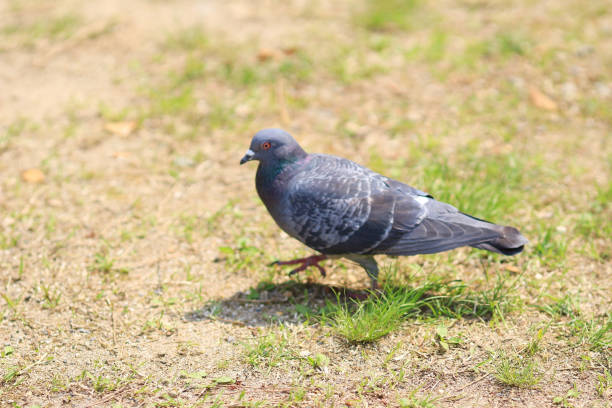 istock the  Pigeon (Columba palumbus) at grass 690325644