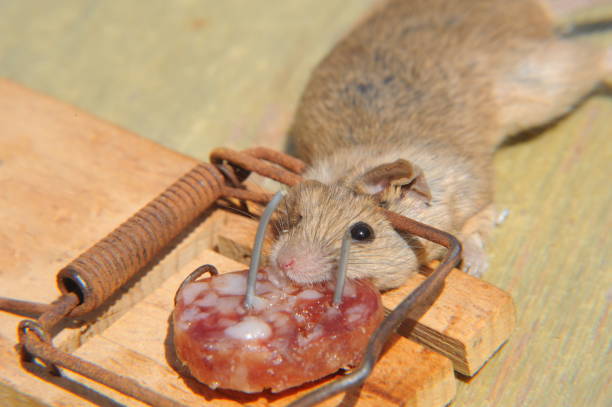 istock Mouse in the mousetratray - Spain 690325866