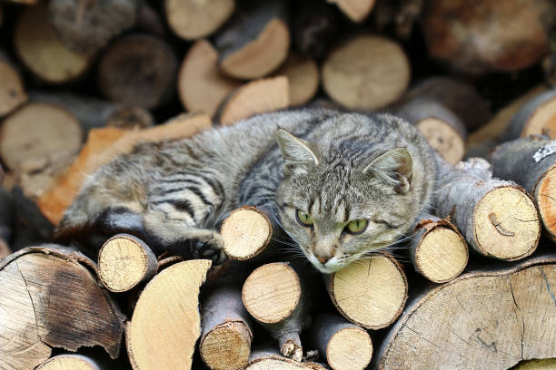 istock Cat resting on a heap of logs 690326132