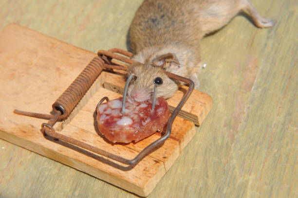 istock Mouse in the mousetratray - Spain 690330450