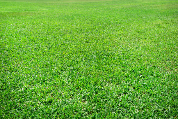 istock field on a background of the blue sky 690332890