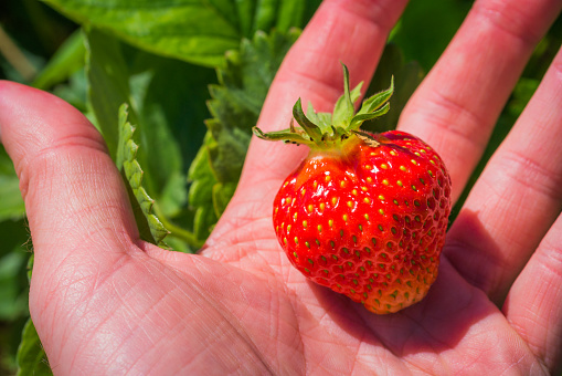 A Single red strawberry in palm. Green leaves in background.