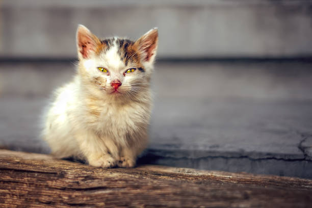 Little cat Homeless little cat on stairs stray cat stock pictures, royalty-free photos & images
