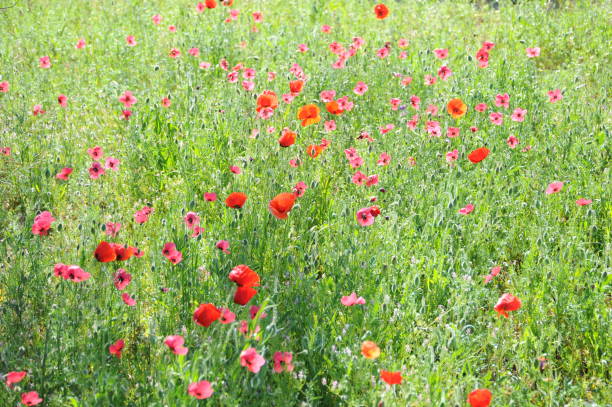 istock Red poppy in Spain 690333944