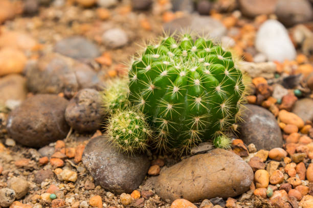 istock Cactus in the garden 690334186