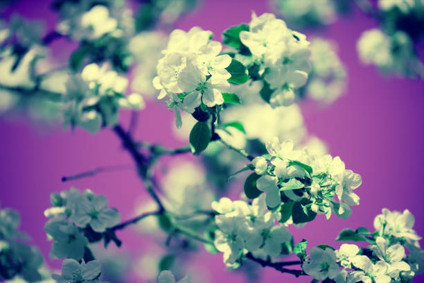 Vintage blossom apple tree branch at sunrise. Spring natural background