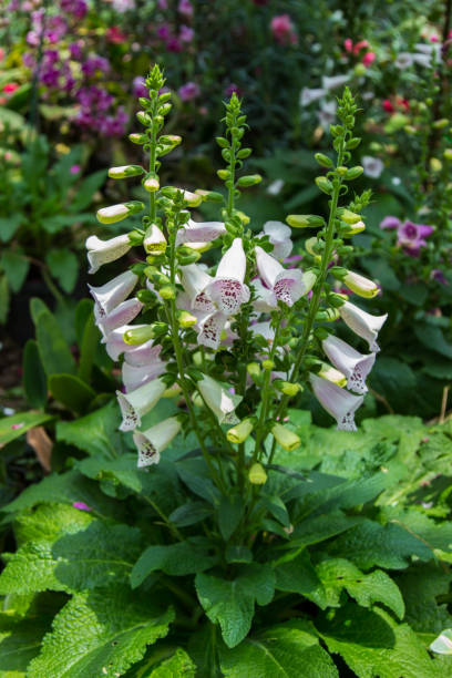 istock Digitalis Flower (Foxglove) in the garden 690336936