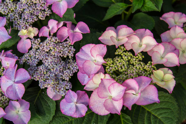 istock Flower in the garden on a rainy day 690337020