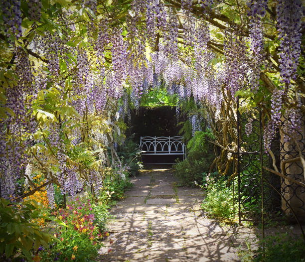 wisteria en jardín - wisteria fotografías e imágenes de stock