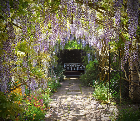 Wisteria in full blossom  and trained over a garden seat