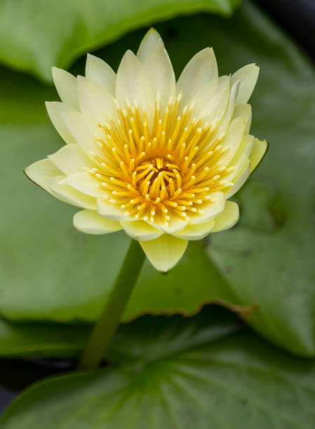 istock Lotus in the pool , Flower 690339604
