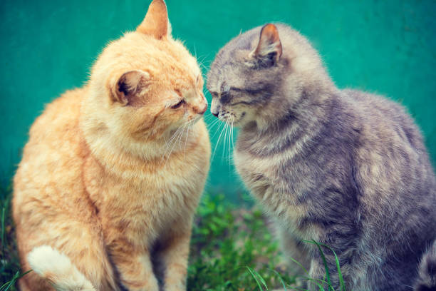 2 匹の猫が屋外の互いにスニッフィング - kitten cats animals and pets formal garden ストックフォトと画像