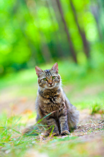 istock Cat relaxing in the forest in summer 690345750