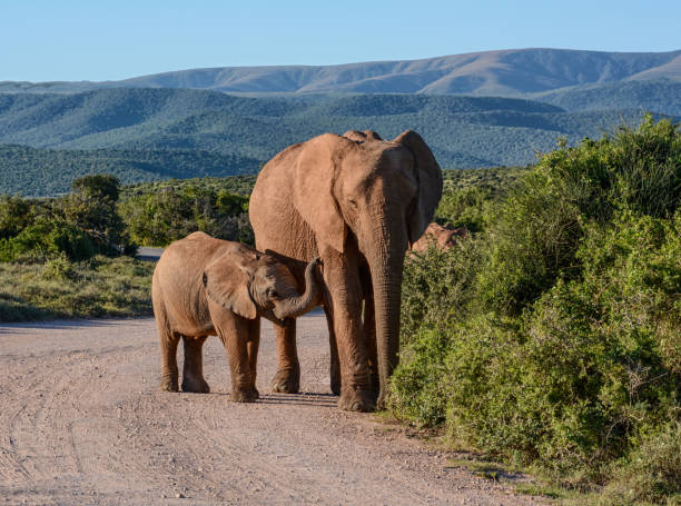 istock Mother and baby Elephant 690346072