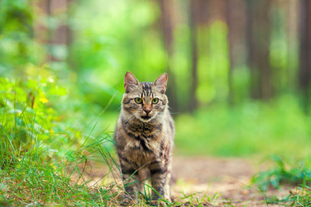 istock Cat walking in the forest in summer 690346096