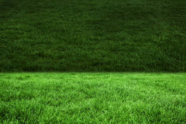 istock Two shades of green grass 690349394