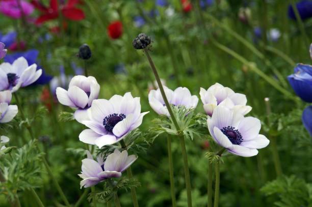 istock Poppies in colors 690350694