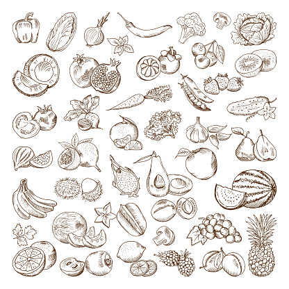 Vector hand drawn pictures of fruits and vegetables. Doodle vegan food illustrations. Vegetable and fruit drawing doodle collection
