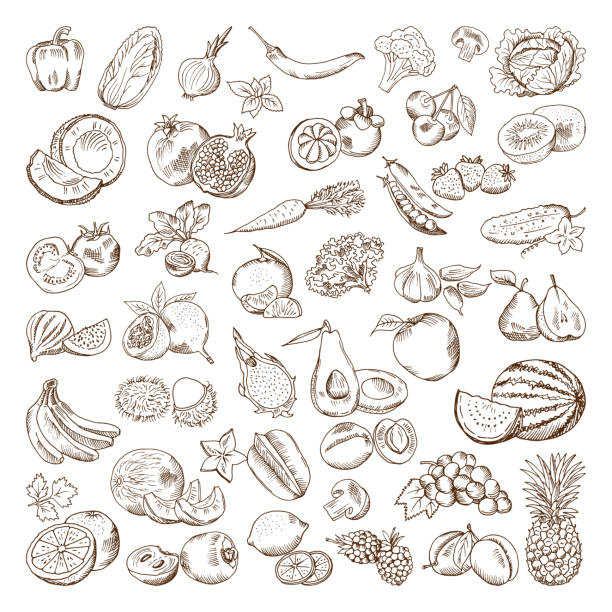 Vector hand drawn pictures of fruits and vegetables. Doodle vegan food illustrations Vector hand drawn pictures of fruits and vegetables. Doodle vegan food illustrations. Vegetable and fruit drawing doodle collection fruit clipart stock illustrations