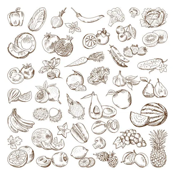 Vector illustration of Vector hand drawn pictures of fruits and vegetables. Doodle vegan food illustrations