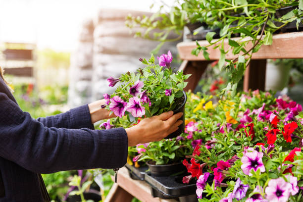 frau wählt petunie blumen im garten pflanzen baumschule store - gärtnerei stock-fotos und bilder