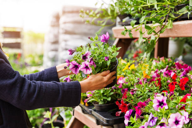 mujer elige petunia flores en la tienda de vivero de planta de jardín - herbaceous plant fotografías e imágenes de stock