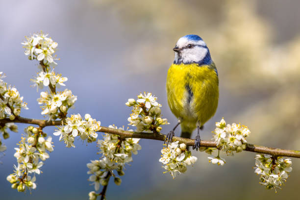 サンザシの花で青シジュウカラ - hawthorn ストックフォトと画像