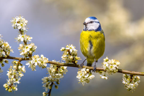 Blue tit in Hawthorn blossom Blue tit (Parus caeruleus) perched on Hawthorn (Crataegus monogyna) twig with white blossom crataegus  stock pictures, royalty-free photos & images