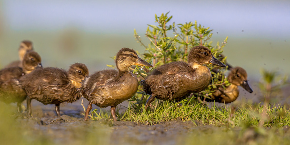Adorable Group of duckling running through grass of spring park background in the Netherlands