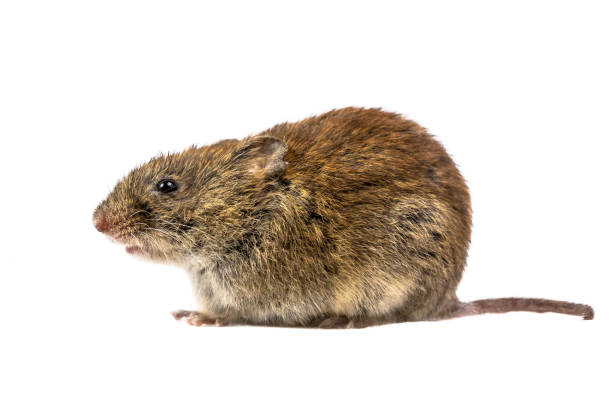 istock wild Bank vole mouse sitting 690365864