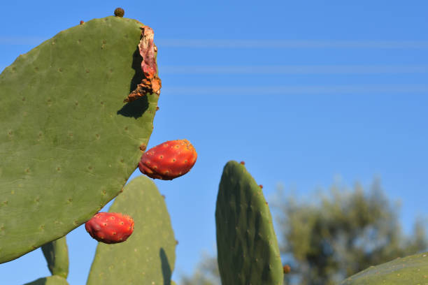 closeup of a flowering cactus against a blue sky - cactaceous imagens e fotografias de stock