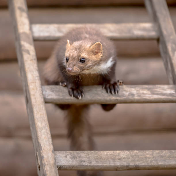 istock Stone marten sitting on ladder 690375626
